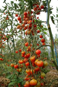 Tomatoes in tunnel